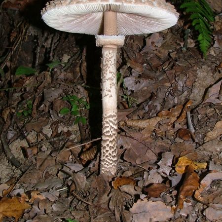 Macrolepiota procera